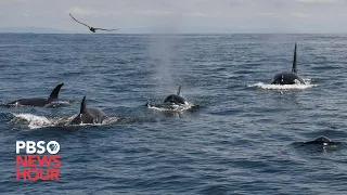 Group of orcas attack and sink vessels off Iberian Peninsula