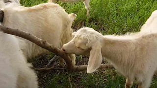 как быстро растут маленькие козочки!