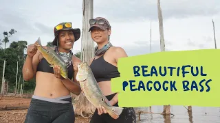 Peacock Bass Hunt (Stuwmeer, Suriname)