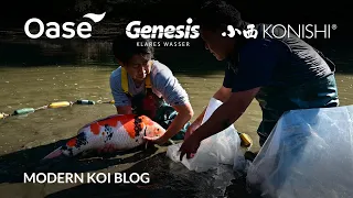 Modern Koi Blog #5656 - Live aus Japan: Ikeage des Naturteichs Tsutsumida