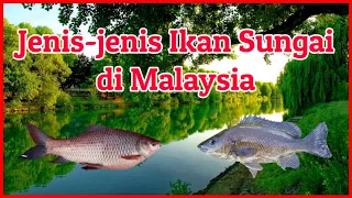 Jenis-jenis Ikan Sungai di Malaysia [ Type of River Fish in Malaysia ]