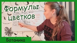 Формулы цветков.