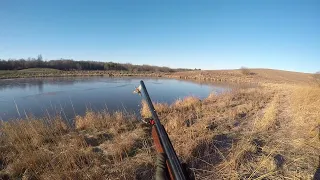 Pheasant Hunting Compilation Pt. 2