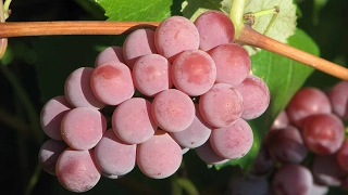 Winter-hardy grapes. Grape arbors for neukryvnoy