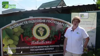 Выращивание малины с помощью удобрений ТерраТарса