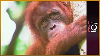 🇦🇺 The Orangutan Whisperer | 101 East