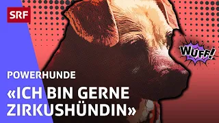 Camilla: Manege frei für die Zirkushündin | Powerhunde | SRF Kids – Kindervideos