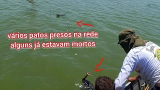 se você é sensível não assista esse vídeo cenas fortes Pescaria de tilapia  selvagens