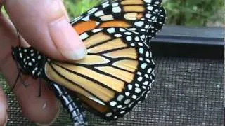 Monarch butterfly tagging