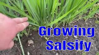 Growing Salsify