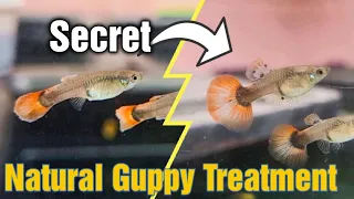 I CURED Almost Any Type of GUPPY DESEASE With This Natural Method (Finrot/ClampedFin/WhiteSpots)