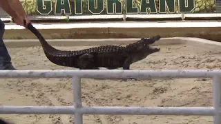 GATOR WRESTLING IN FLORIDA (GONE WRONG)