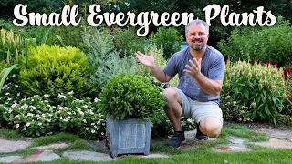 50 Plus! Small Evergreen Shrubs for the Garden - Small Foundation Plants