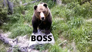 Veľký a starý medveď bojovník ( Boss všetkých bossov) - big and old bear warrior