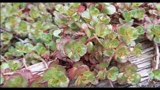 My 3 Favorite Ground Cover Plants | Never weed again! | Freyman Farms