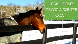 How horses grow winter coats
