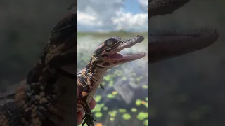 Baby gator calls for nearby mama
