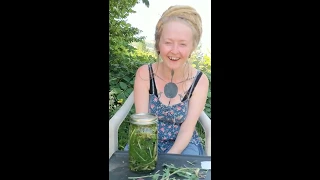 Let's make a prickly/wild lettuce tincture!