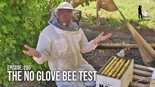 A Casual & Comical Inspection of a Small Bee Swarm | The Bush Bee Man