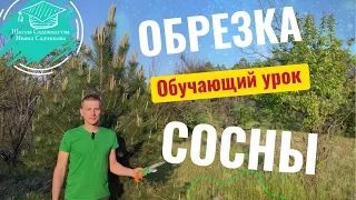 Обрезка сосны