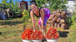 Young girl picking cherry tomatoes on the farm