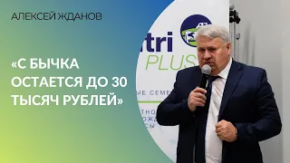 С бычка остается до 30 тысяч рублей» | Алексей Жданов об откорме скота