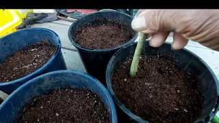 How to Do Persimmon Cuttings Propagation