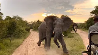 Unglaubliche Szene, wenn ein wütender Elefant andere Tiere angreift - Elefant greift Büffel, Löwen..