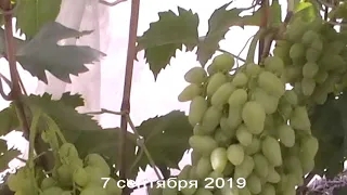 Сорт винограда "Пикантный" - сезон 2019 # Grape sort "Pikantnyj"