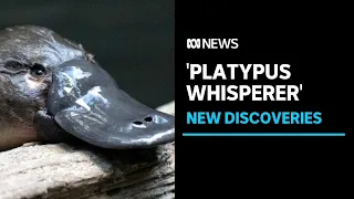 Meet the Tasmanian 'platypus whisperer' whose citizen science is surprising the experts | ABC News