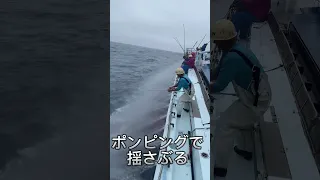 カツオ一本釣りマグロ　メバチマグロこっそり釣ってみた