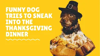 Funny Dog Hides at Thanksgiving Dinner #shorts