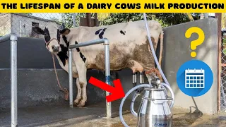 How Long Do Cows Produce Milk? Science Behind Dairy Capacity of A Cow - Dairy Farm Fatcs