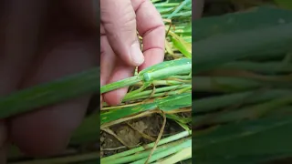 Crop circle Baillet en France departement 95 le 4 6 2019