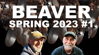 2023 Trapping Southern Wisconsin Beaver - Part 1