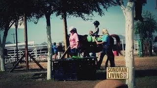 Horse therapy for special needs children at Hoofbeats with Heart