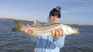 Sarasota Bay Fishing Report - Exploration Trip Catching Snook & Trout