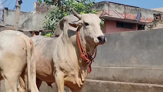 😊TODAY ##ONE MORE HEIFER# 👍COVERD👍 BY 🙏RUDRANATH🙏 FROM #JIND# (HARYANA)🙏