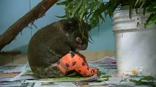 Australian Woman Who Rescued Koala From Wildfire Visits Animal Shelter Where It's Recovering