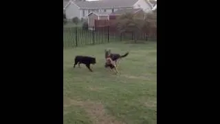 Rottweiler and German Shepherd vs Belgian Malinois