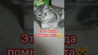 любовь кота #cat #кошки #юмор #домашниеживотные #котик #любимыеживотные