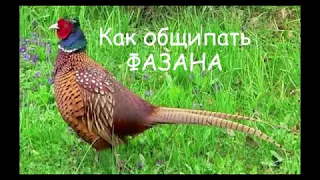 Как ощипать / разделать ФАЗАНА