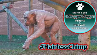 Fighting Hairless Chimpanzees