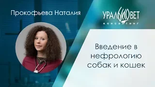 Введение в нефрологию собак и кошек. Прокофьева Наталия