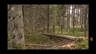 Max Grünzinger kommentiert Baum aufs Haus gefallen🤣😲🤯🙉🙈