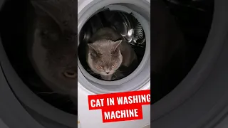 CAT IN WASHING MACHINE | SURVIVED