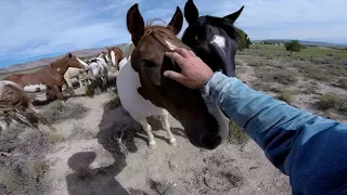 America's Wild Mustang Untamed Legacy PBS Documentary | Animal Planet Channel