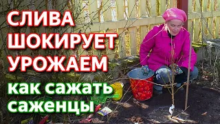 Как посадить сливу. Сажаем саженцы сливы.