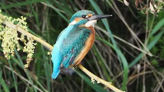 Beautiful birds Video (No Music) - 4K Nature Relaxation