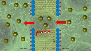 Mecanismo de transporte de la membrana celular